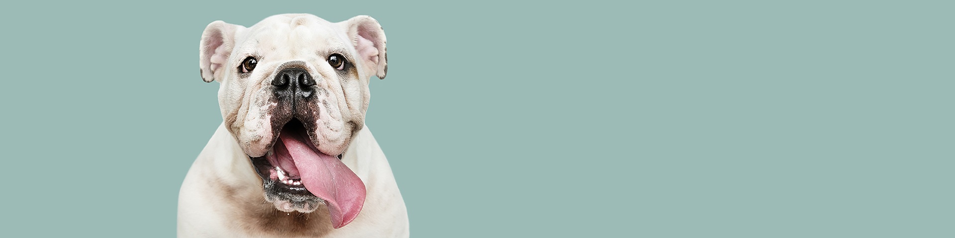 Ultrassom Portátil Veterinário Alfamed Invictus — diagnóstico em campo